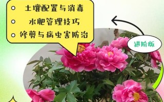 家庭牡丹花怎么种？视频教你轻松养好