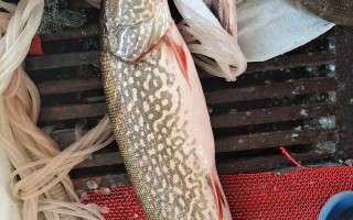 哈尔淖鱼具体有哪些品种？