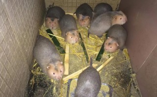 竹鼠吃什么饲料好