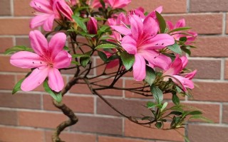 什么品种杜鹃花最好养活？