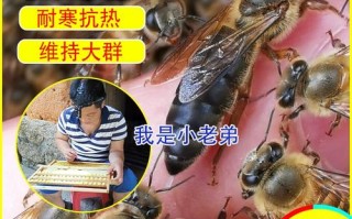 中蜂蜂王品种有哪些？