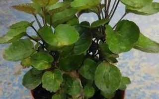 钱兜花扦插怎么养才活？