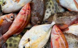 南方河里野杂鱼有哪些常见品种？