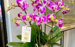 蝴蝶兰哪个品种最好？