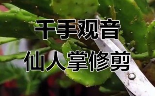仙人掌修剪方法图片大全怎么学？