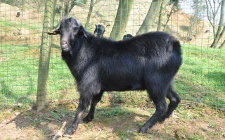 湖南适合养殖哪些山羊品种？