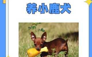 哪些鹿品种禁止养殖？