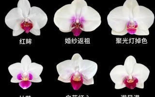 蝴蝶兰品种及图片大全