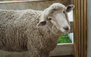 什么羊的毛最好？