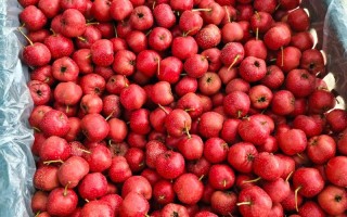 中国农科院最新山楂品种有何优势？