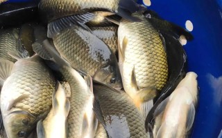 鲫鱼科学养殖方法视频有哪些要点？