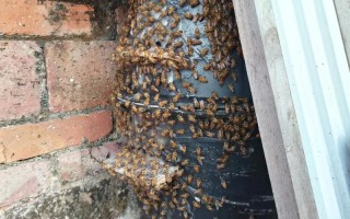 野外蜜碟如何高效诱引蜜蜂？