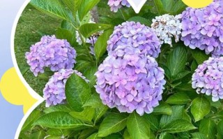 秋季绣球花怎么养才好？