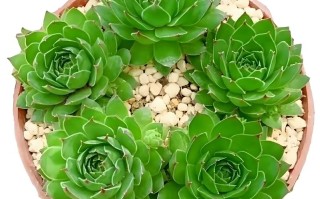 观音莲多肉品种知多少？