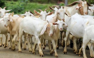 哪种绵羊品种能一次下多只？