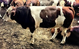 东北养肉牛，哪个品种最合适？