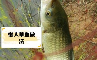 养草鱼关键技巧有哪些？