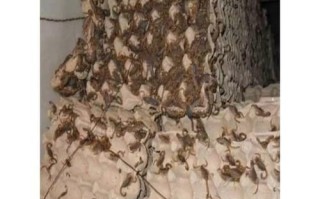 蛋托养蝎子怎么操作才正确？