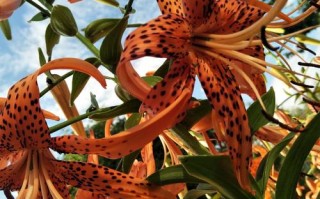 百合竟可用鳞片繁殖？