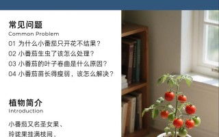 西红柿怎么种？PDF方法详解