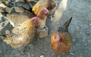 河北适合养什么品种土鸡？