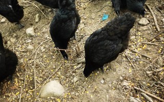 散养产蛋鸡什么品种好