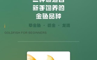 金鱼品种不同，饲养技术有何差异？