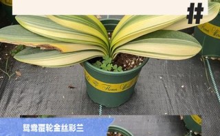 你最喜欢哪种君子兰品种？