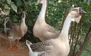 家养选什么品种的鹅合适？