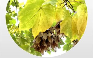 梧桐树怎么养？附图片方法详解