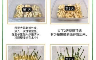 蒜苗在家怎么种？时间、方法有哪些？