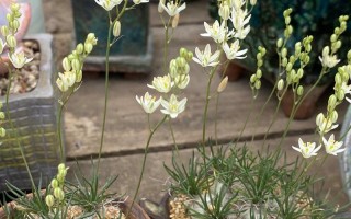 海葱怎么养？功效有哪些？