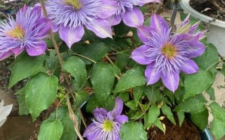 铁线莲哪个品种花期最长？