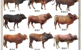 江西牛品种差异有哪些？