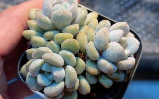 白鹭多肉怎么养？养护要点有哪些？