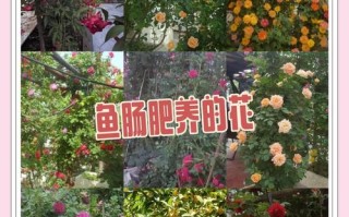 水产养殖有机肥怎么制作才高效？