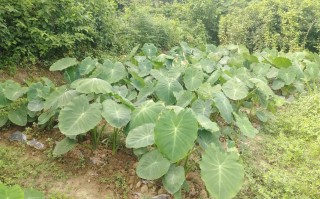 家庭种芋头选什么品种好？