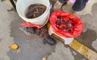 石蚌的养殖技术与方法