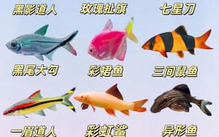 养殖的淡水观赏鱼品种