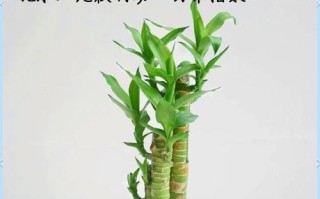 富贵竹盆栽怎么养才能长得好？