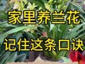 兰花养植方法与技巧有哪些？