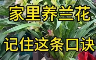 兰花养植方法与技巧有哪些？