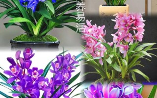 有蓝宝石这个兰花品种吗？