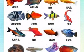 2017年养殖什么鱼好