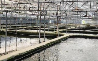 台湾水产养殖企业现状如何？