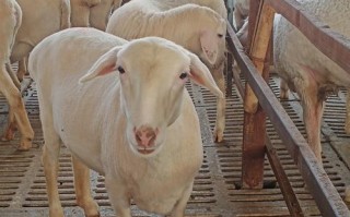 湖南适合养哪些绵羊品种？