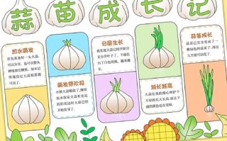 蒜苗家庭咋种？时间、方法有啥讲究？