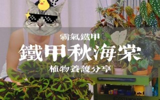 大叶海棠冬季怎么养才能安全过冬？