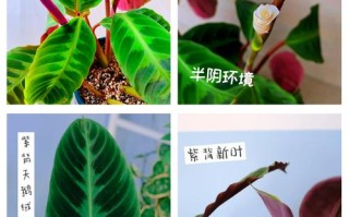 一紫背竹芋的养殖方法