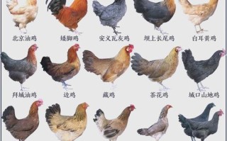 适合家里养的蛋鸡品种
